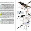 Aves de Portugal sample page