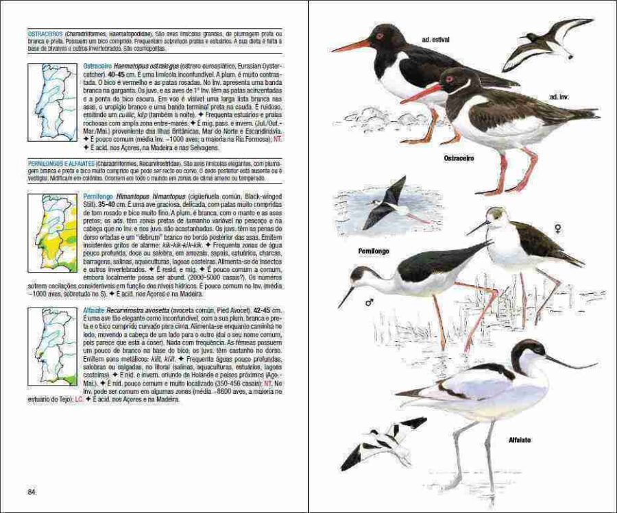 Pàgina de mostra Aves de Portugal