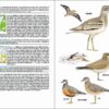Aves de Portugal sample page