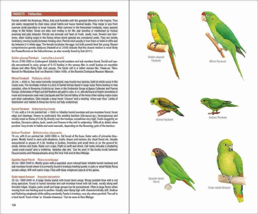 Field Guide to the Birds of Machu Picchu and the Cusco Region, Peru sample page