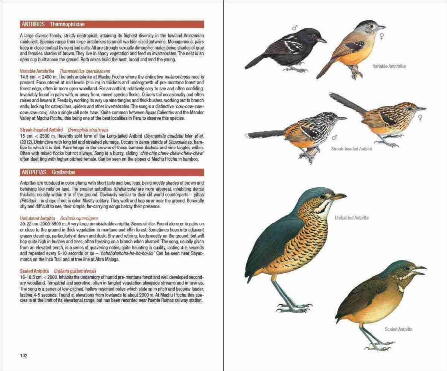 Field Guide to the Birds of Machu Picchu and the Cusco Region, Peru - 图片 8