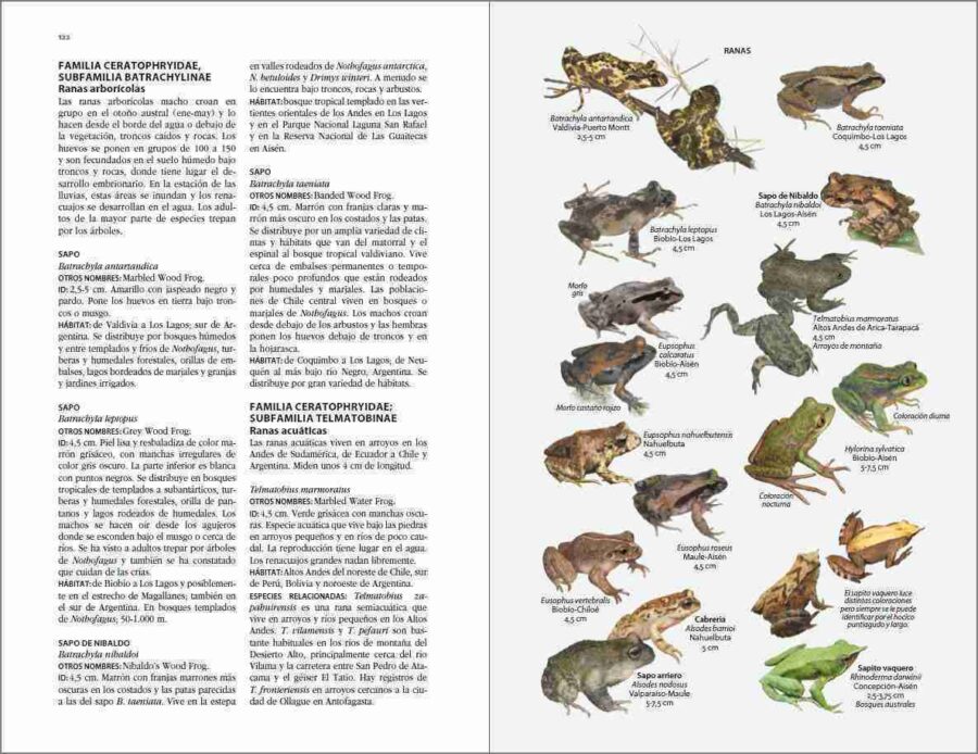 Flora y fauna de Chile. Página de muestra de la Guía de identificación