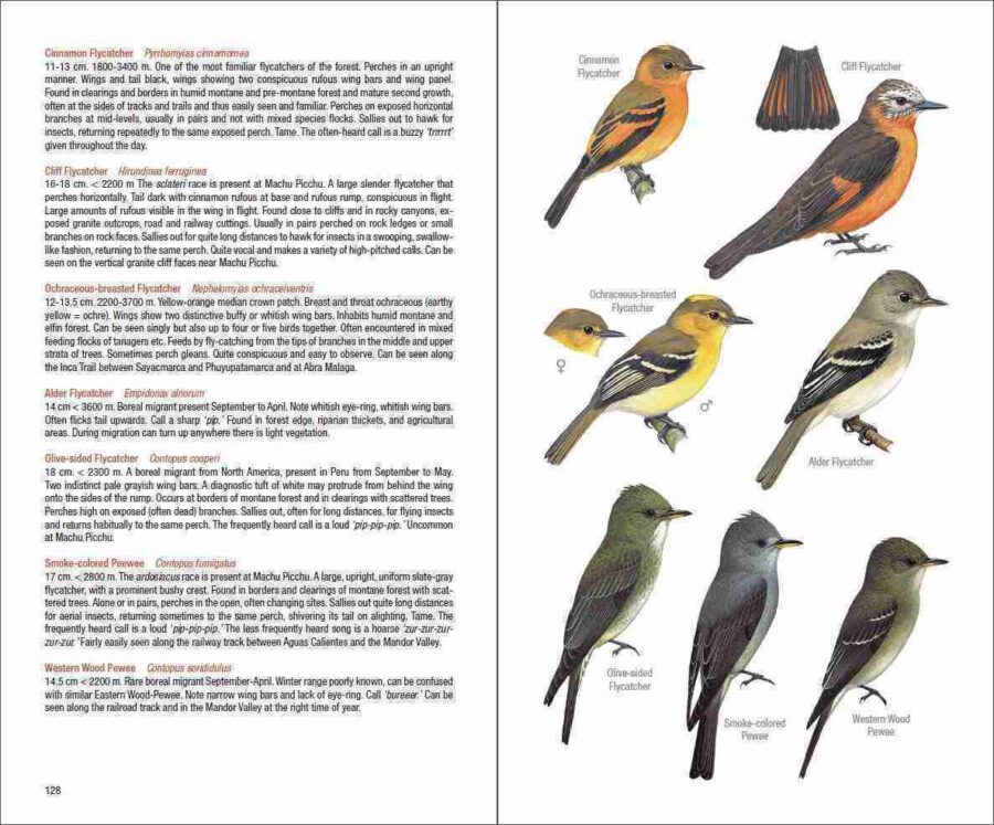 Field Guide to the Birds of Machu Picchu and the Cusco Region, Peru - 图片 7