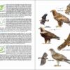 ave de España; ave muda; águilas en España; cotorras en España; libro de ornitología; guías de aves; libro de identificación de aves
