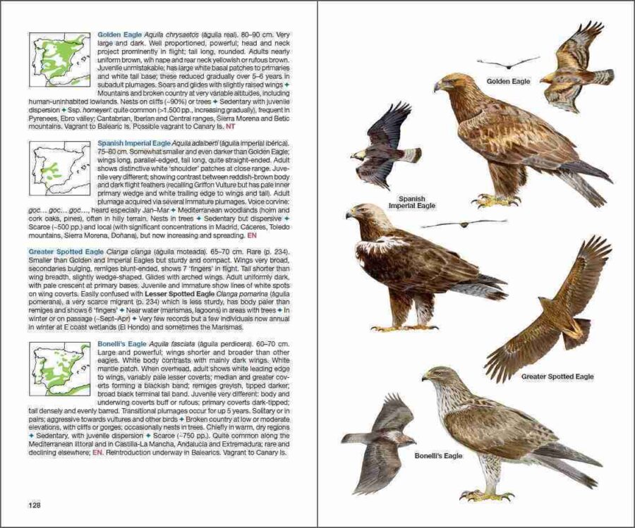 ave de España; ave muda; águilas en España; cotorras en España; libro de ornitología; guías de aves; libro de identificación de aves