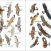 ave de España; ave muda; águilas en España; cotorras en España; libro de ornitología; guías de aves; libro de identificación de aves