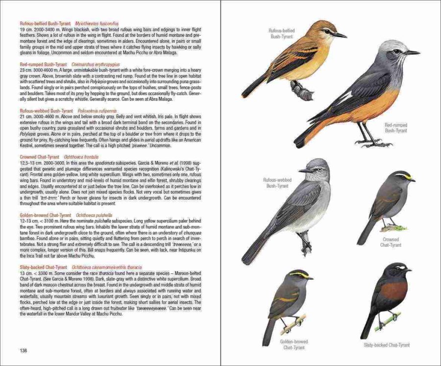 Field Guide to the Birds of Machu Picchu and the Cusco Region, Peru sample page