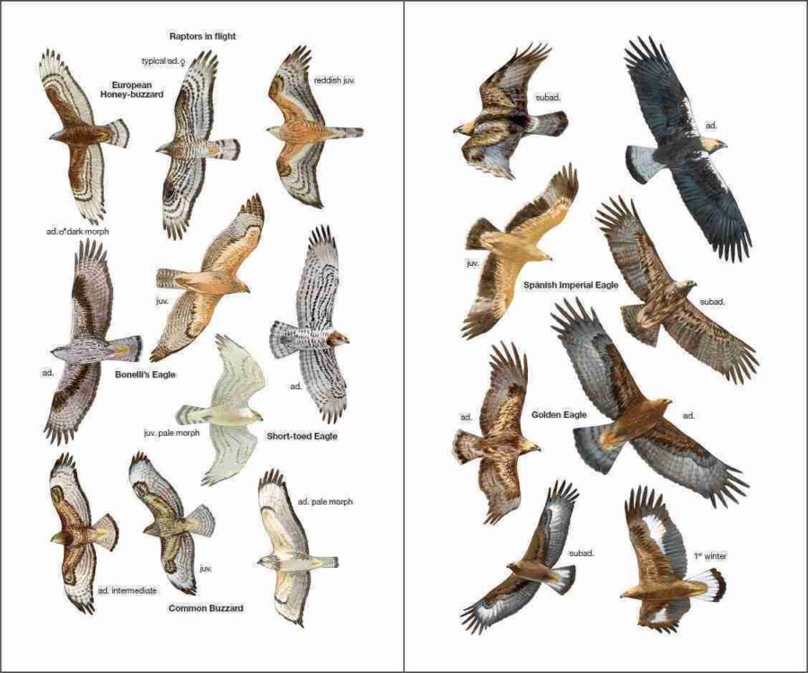 bird of Spain; dumb bird; eagles in Spain; parrots in Spain; ornithology book; bird guides; bird identification book