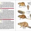 Mamíferos de España sample page