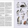 Flora y fauna de Chile. Guía de identificación sample page