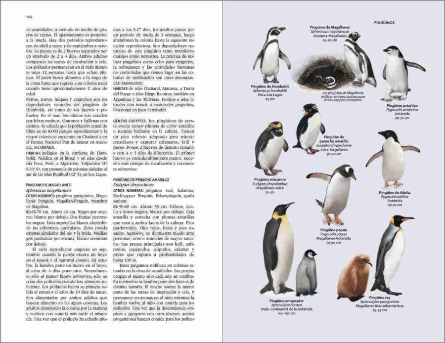 Flora y fauna de Chile. Página de muestra de la Guía de identificación