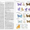 Mariposas de España y Europa página de muestra