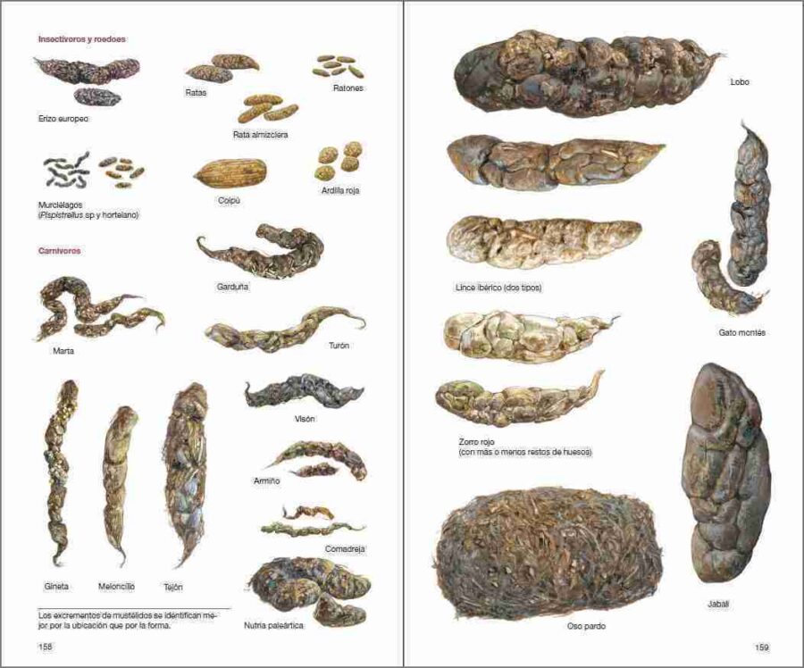 Pàgina de mostra de Mamíferos de España