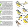 ave de España; ave muda; águilas en España; cotorras en España; libro de ornitología; guías de aves; libro de identificación de aves