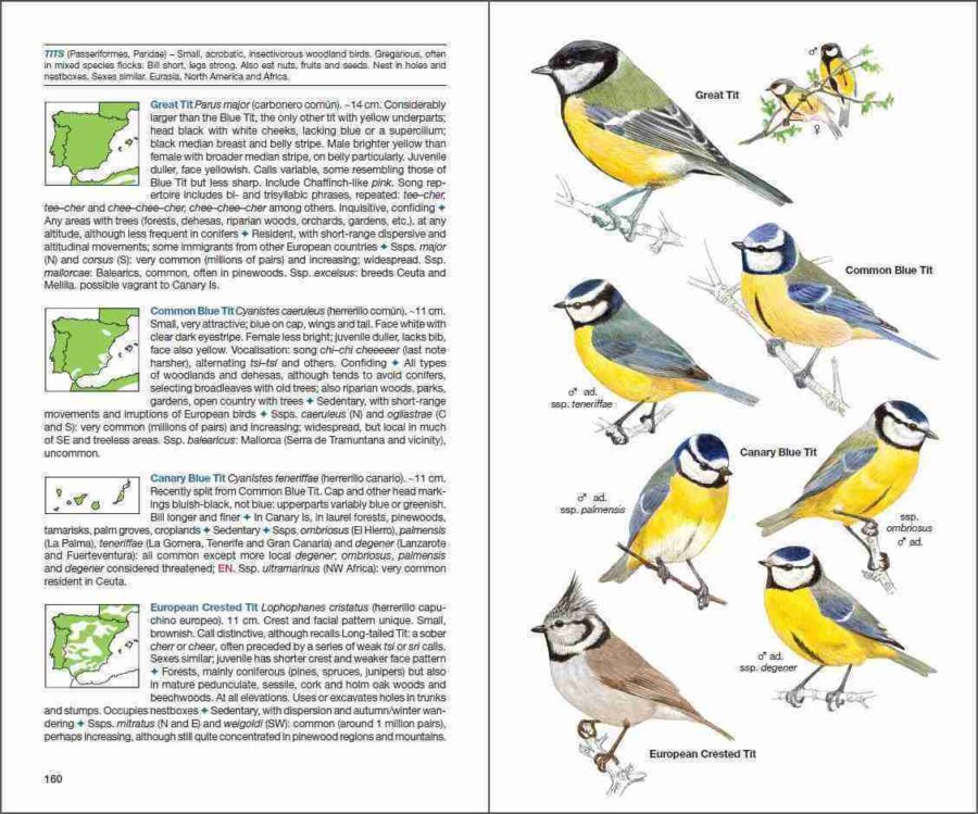 ave de España; ave muda; águilas en España; cotorras en España; libro de ornitología; guías de aves; libro de identificación de aves