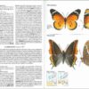 Mariposas de España y Europa página de muestra
