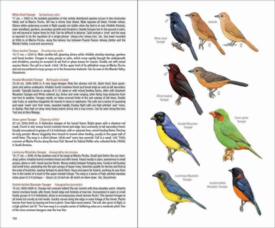 Field Guide to the Birds of Machu Picchu and the Cusco Region, Peru sample page