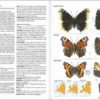 Mariposas de España y Europa página de muestra