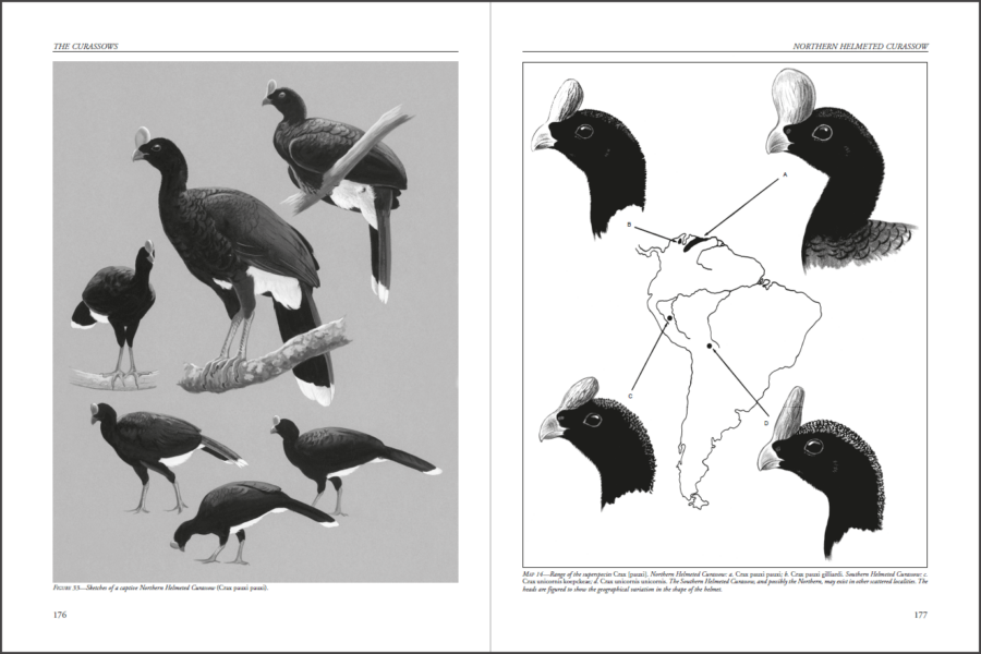 Curassows and Related Birds sample page