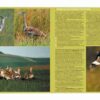 Farmland Birds across the World - 图片 5