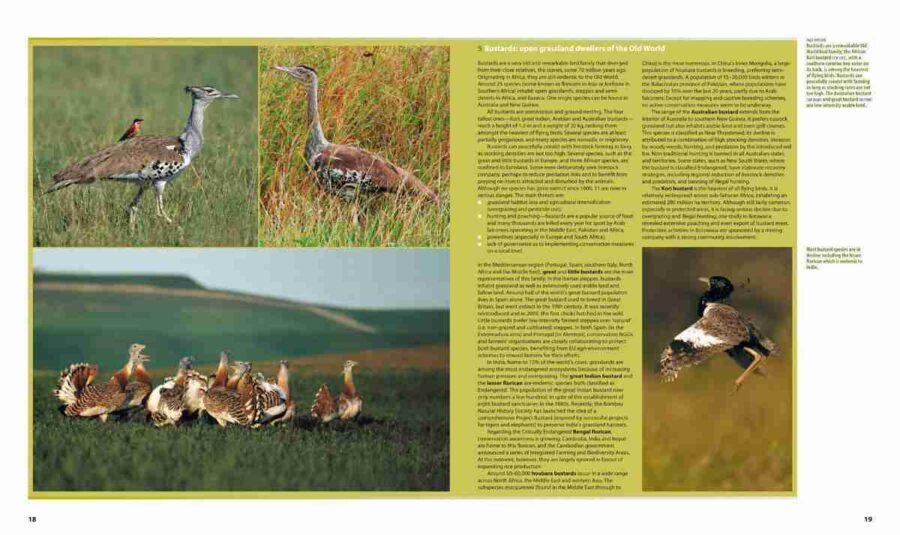 Aves de granja de todo el mundo página de muestra