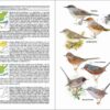 ave de España; ave muda; águilas en España; cotorras en España; libro de ornitología; guías de aves; libro de identificación de aves