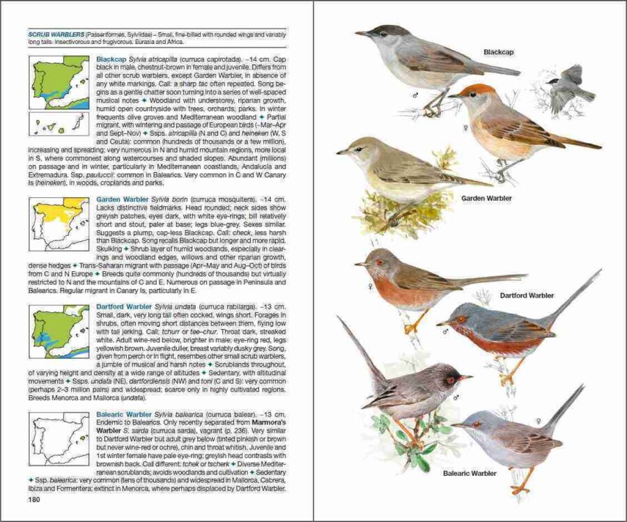 ave de España; ave muda; águilas en España; cotorras en España; libro de ornitología; guías de aves; libro de identificación de aves