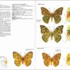 Mariposas de España y Europa página de muestra