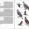Guía de campo de las aves de la Macaronesia página de muestra
