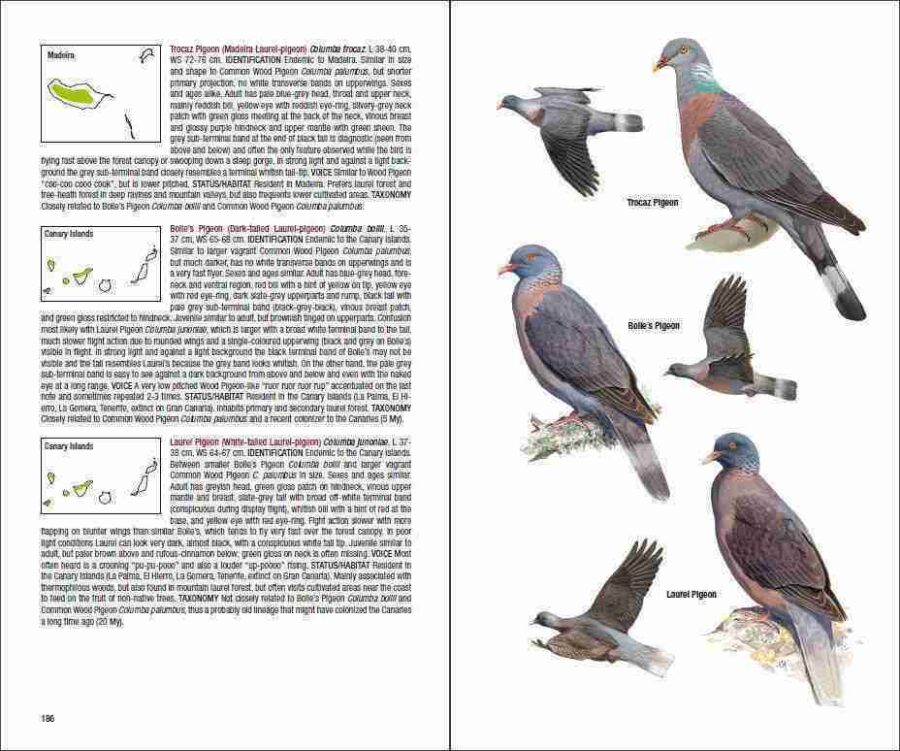 Field Guide to the Birds of Macaronesia sample page