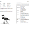 Birding in Venezuela sample page