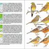 Aves de Portugal sample page