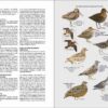 Flora y fauna de Chile. Guía de identificación sample page