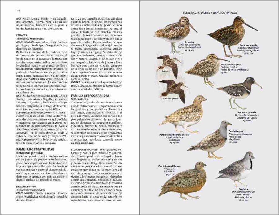 Flora i fauna de Xile. Pàgina de mostra de Guia d'identificació