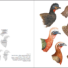 Curassows and Related Birds sample page
