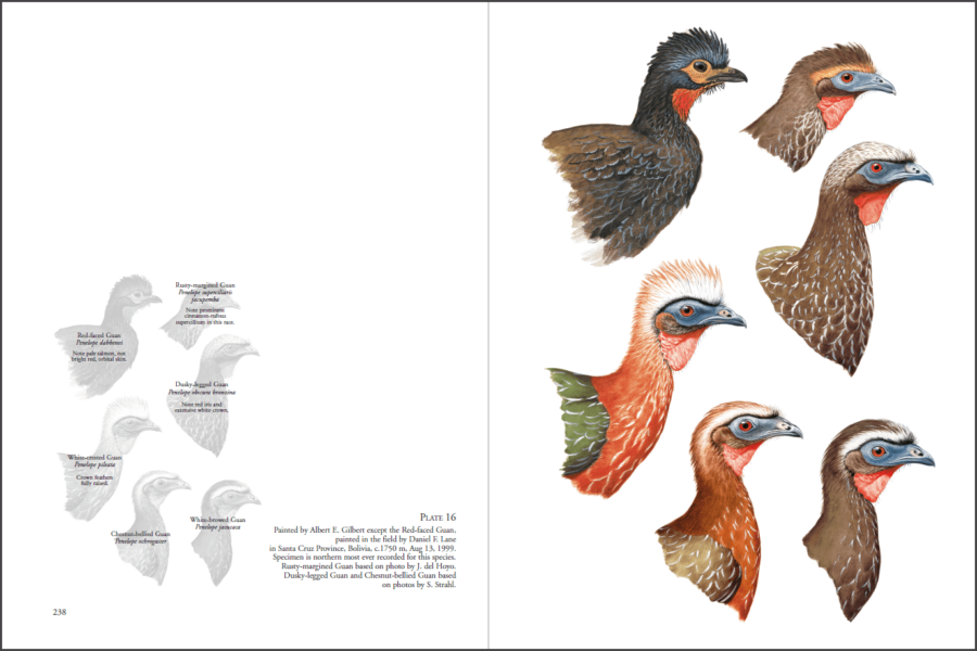 Curassows and Related Birds sample page