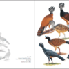 Curassows and Related Birds sample page