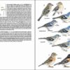 Guía de campo de las aves de la Macaronesia página de muestra