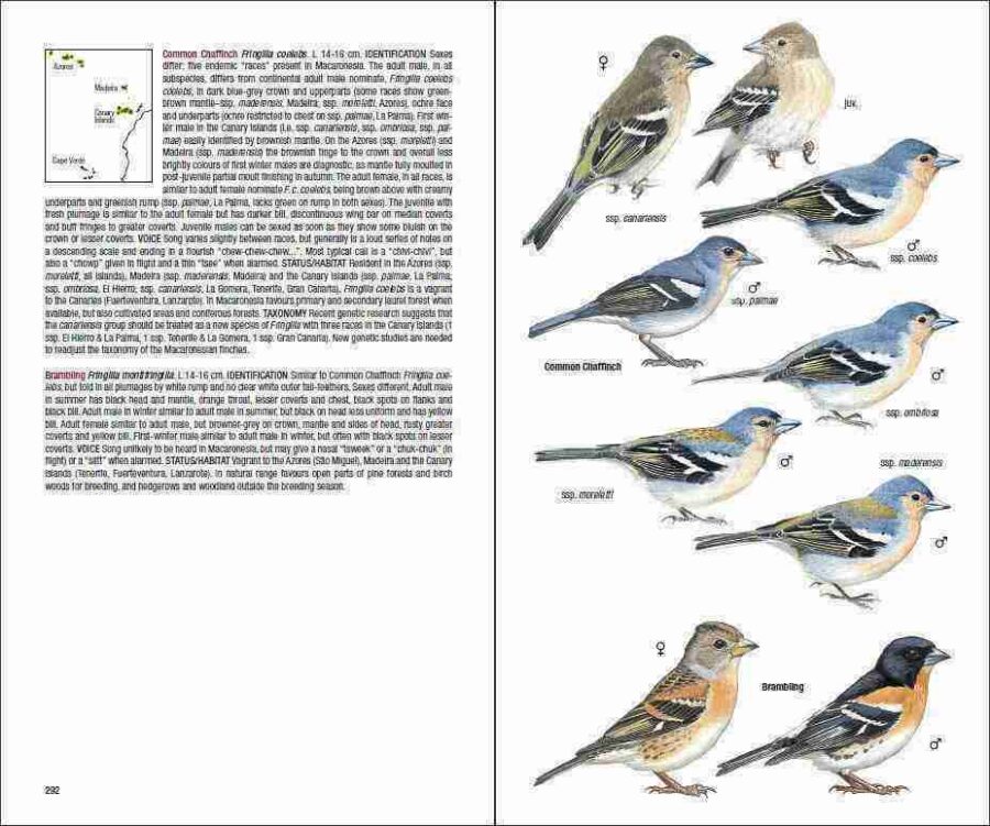 Guía de campo de las aves de la Macaronesia página de muestra