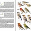 Guía de campo de las aves de la Macaronesia página de muestra
