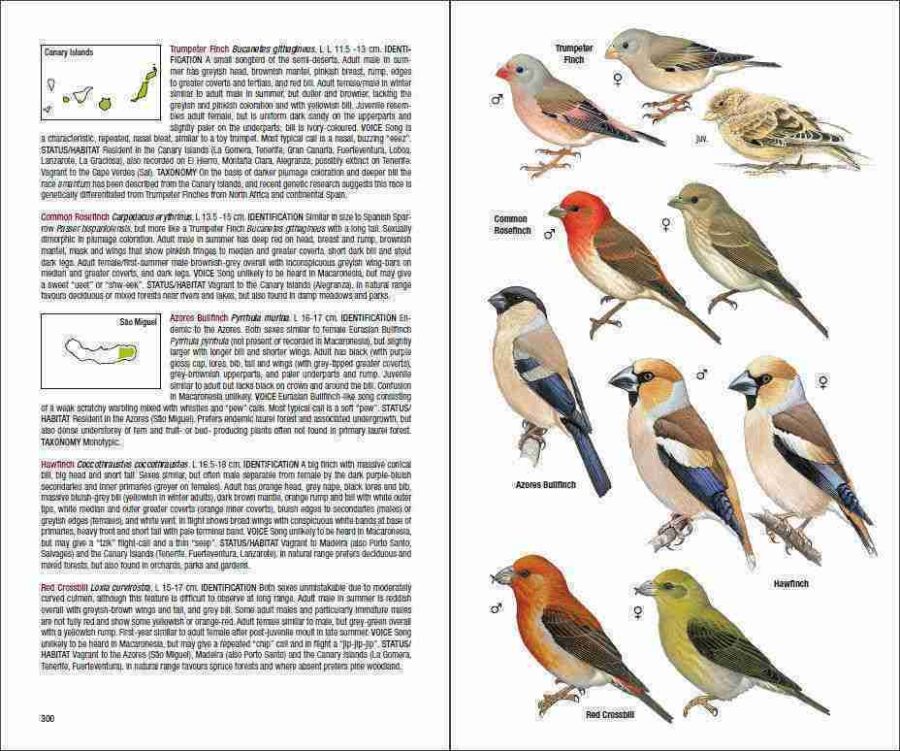 Field Guide to the Birds of Macaronesia sample page