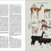 Flora y fauna de Chile. Guía de identificación sample page