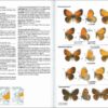 Mariposas de España y Europa página de muestra