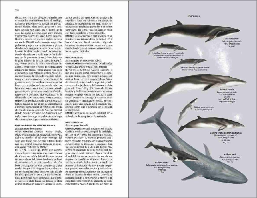 Flora i fauna de Xile. Pàgina de mostra de Guia d'identificació