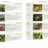 Threatened Amphibians of the World sample page