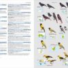 HBW and BirdLife International Illustrated Checklist of the Birds of the World. Volume 2 sample page