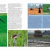 Farmland Birds across the World - 图片 4