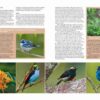 Farmland Birds across the World - 图片 6