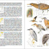 Aves de España - 图片 10