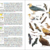 Aves de España - 图片 3